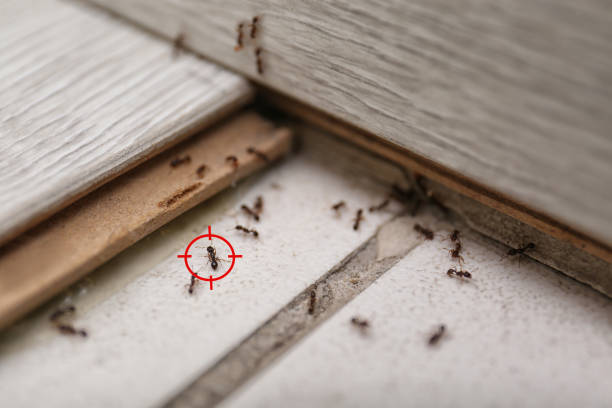 Best Best Pest Control Companies  in Kill Devil Hills, NC