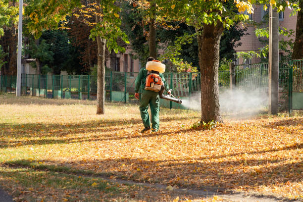 Best Flea Control Services  in Kill Devil Hills, NC