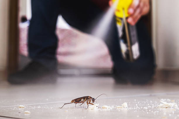 Pest Prevention Services in Kill Devil Hills, NC